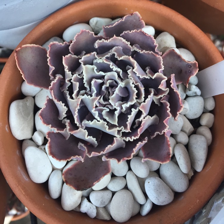 plant image 863892