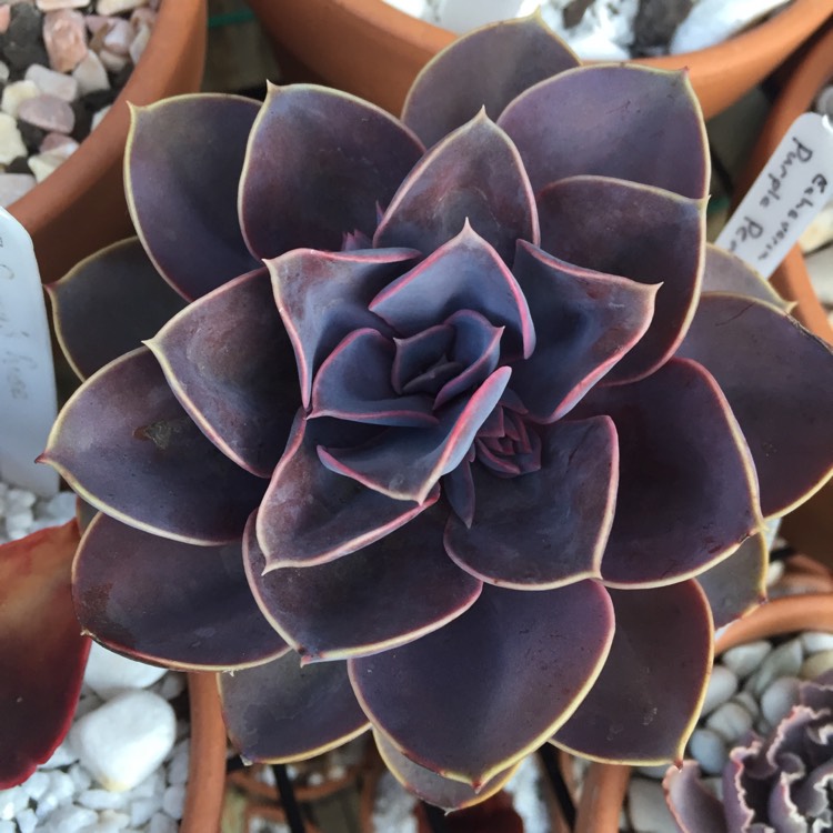 plant image 863894 plant image 863894