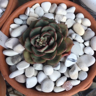 Echeveria Moranii