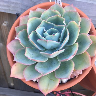Echeveria Powder Blue
