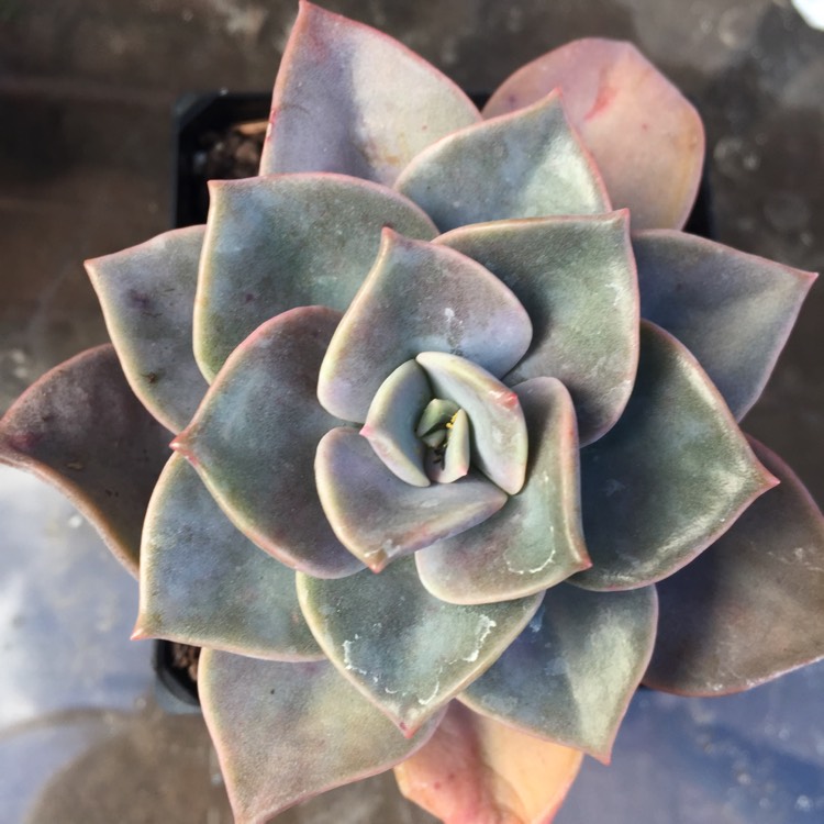 Plant image xGraptoveria Albert Baynes
