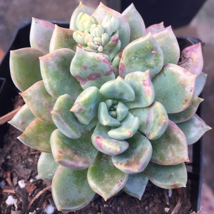plant image 866996
