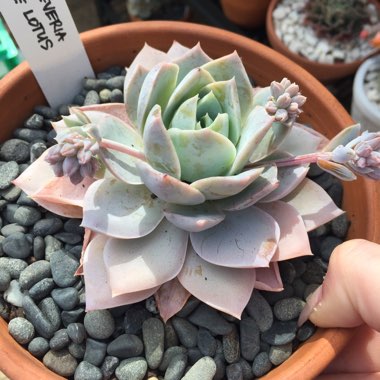 xSedeveria Blue Lotus