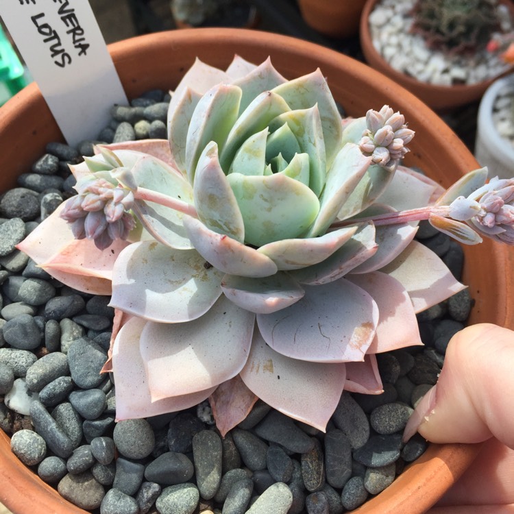 plant image 867332 plant image 867332