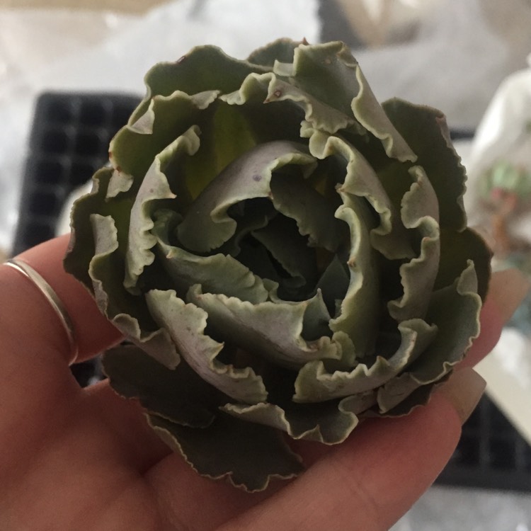 Plant image Echeveria Shaviana Truffles