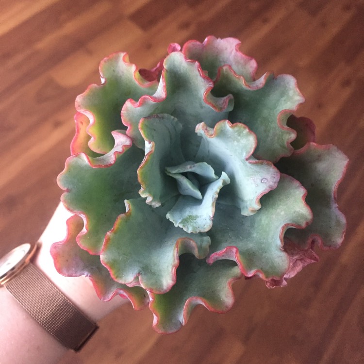 plant image 873499