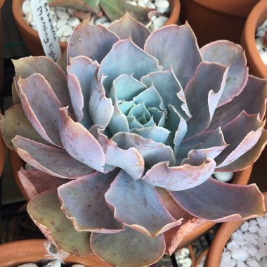 Echeveria Morning Light