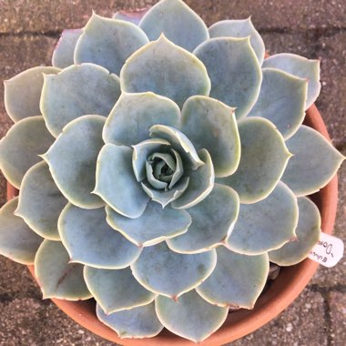 Echeveria Domingo