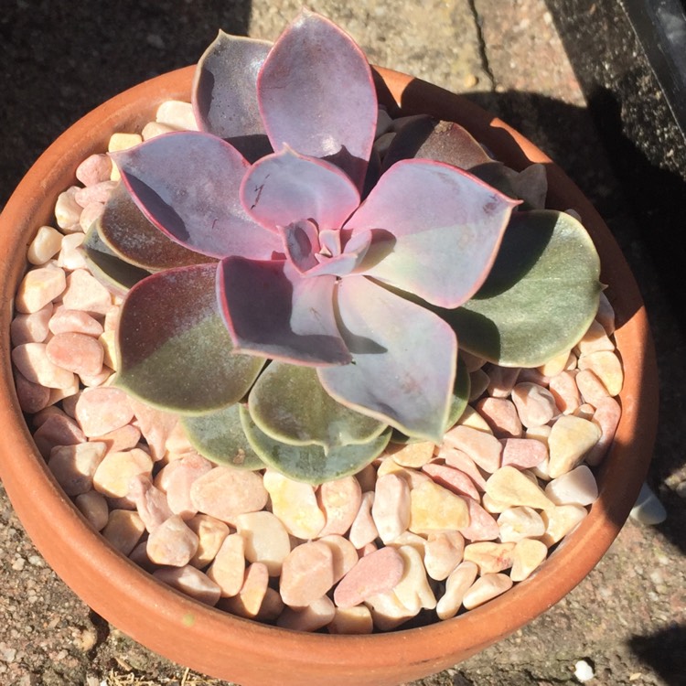plant image 880064 plant image 880064
