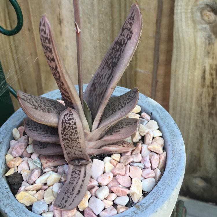 plant image 883217