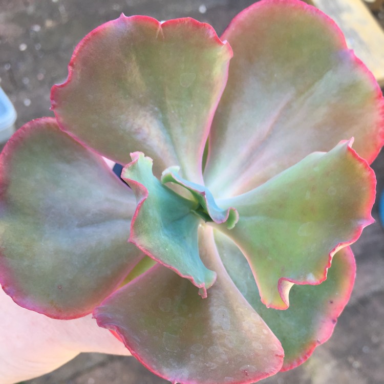 plant image 883225