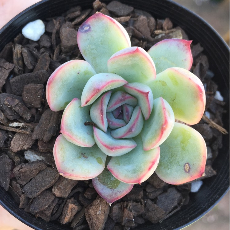 plant image 883232