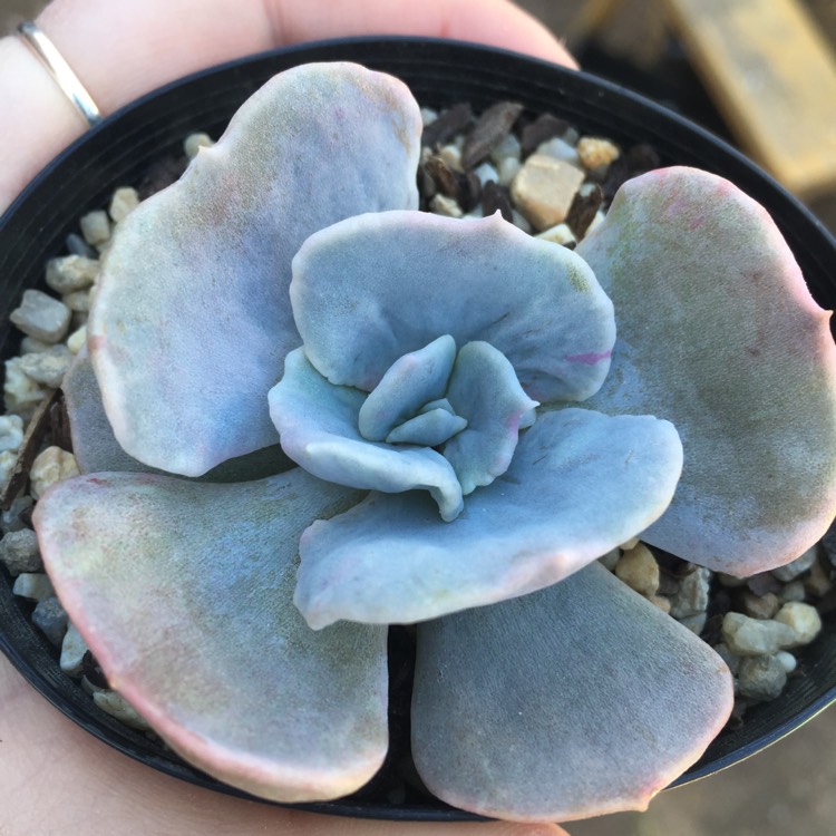 Plant image Echeveria Lilacina Monstrose