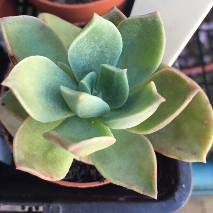 plant image 883261