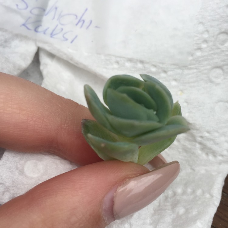 Plant image Echeveria Schichi-Kuksi