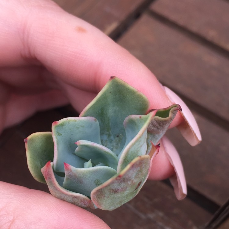 Plant image Echeveria Alpine Rose