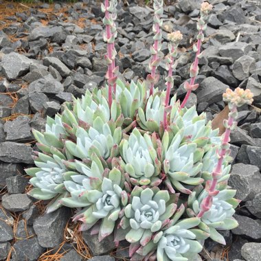 Dudleya farinosa