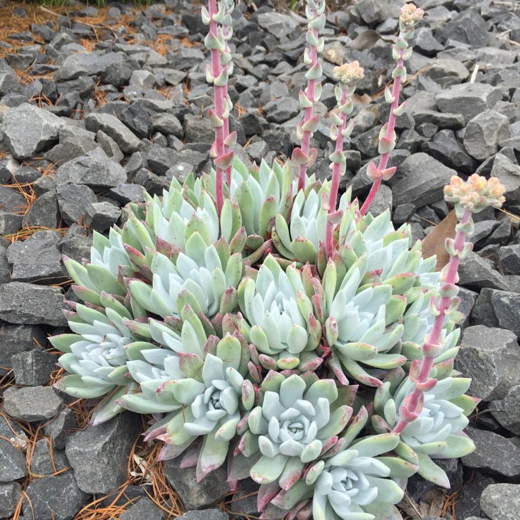 plant image 891529