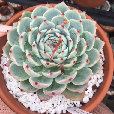 Echeveria Chihuahuaensis
