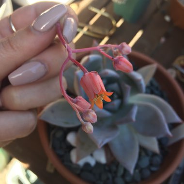 Echeveria Colorata