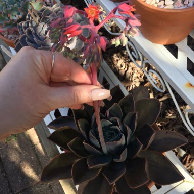 Echeveria Blue Prince