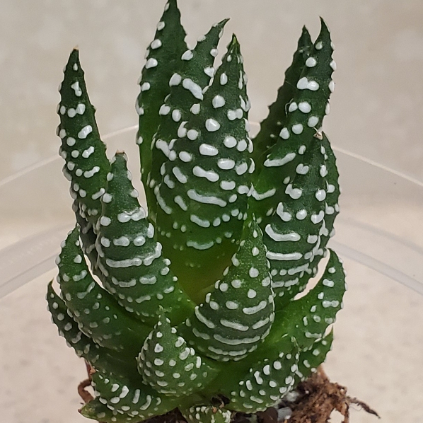 Plant image Haworthia Fasciata ‘Royal Albert'