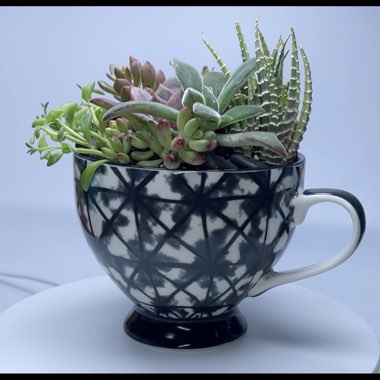 Wild Succulent's garden