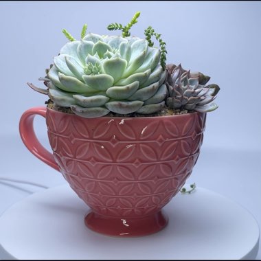 Wild Succulent's garden
