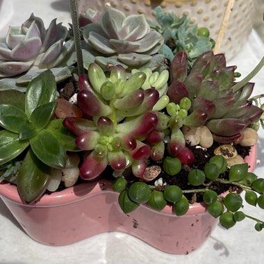 Wild Succulent's garden