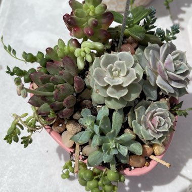 Wild Succulent's garden