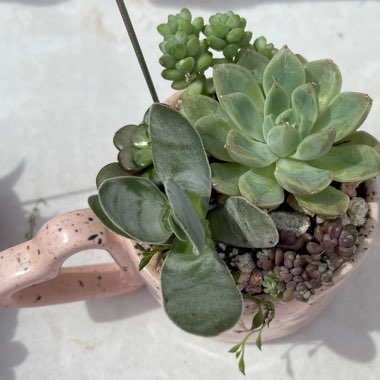 Wild Succulent's garden