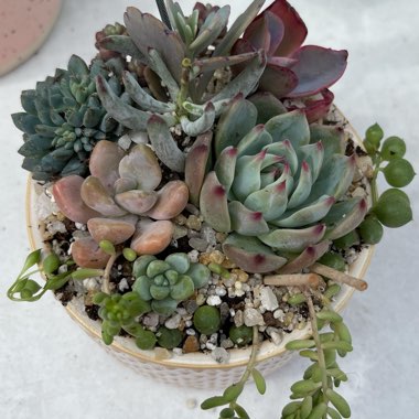 Wild Succulent's garden