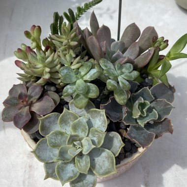 Wild Succulent's garden