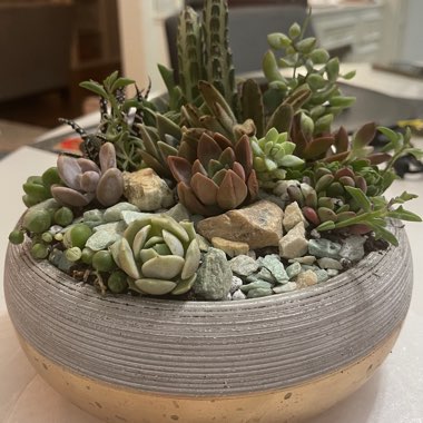 Wild Succulent's garden