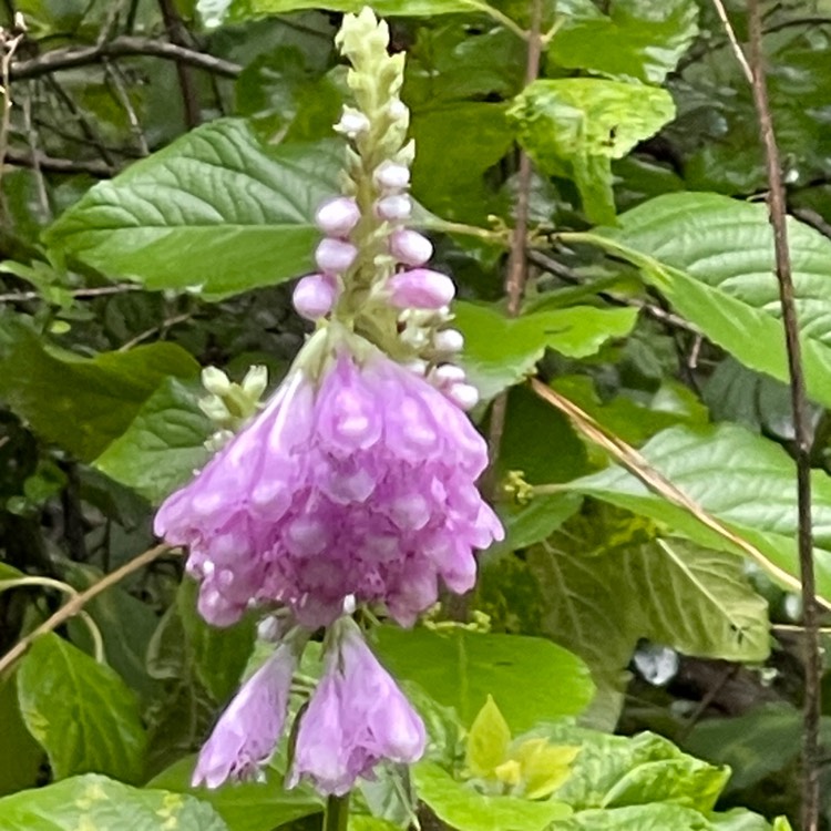 plant image 1516954