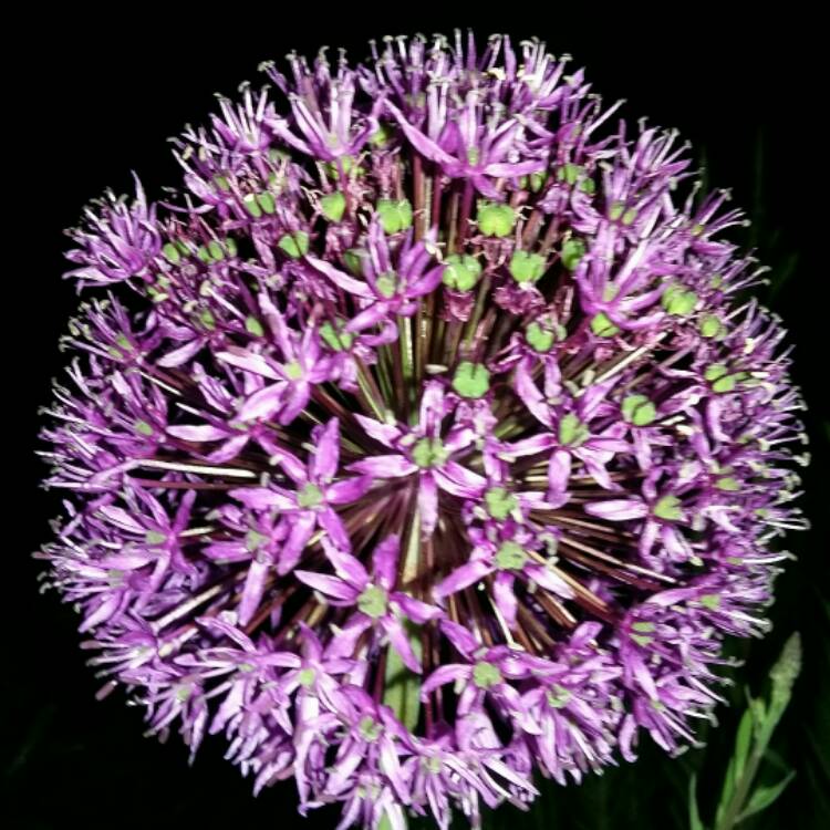 plant image 418910 plant image 418910