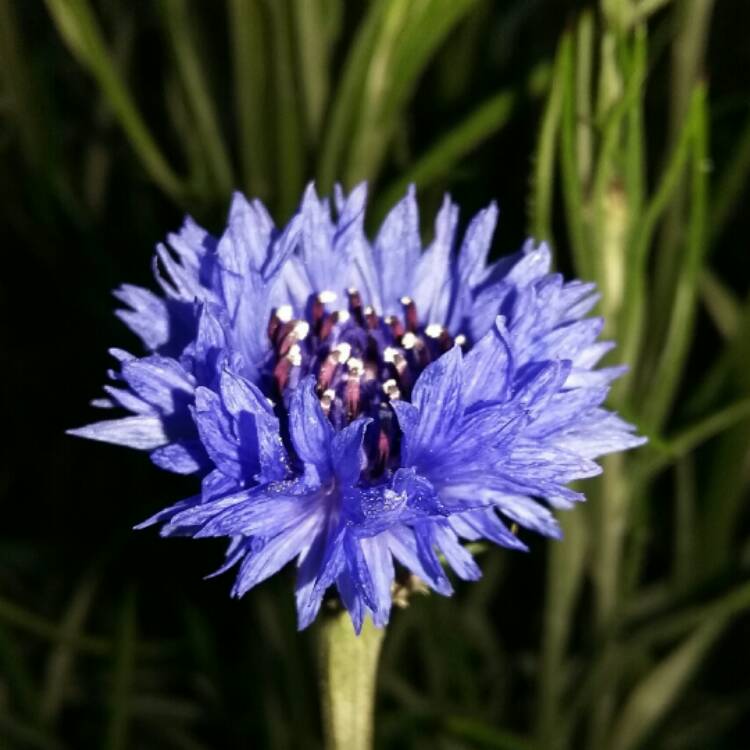 Plant image Centaurea cyanus 'Blue Boy'