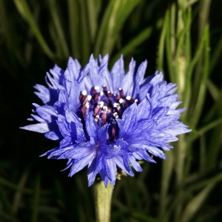 Василек соцветие. Василек cyanus. Василек синий (Centaurea cyanus). Centaurea cyanus (Cornflower). Василек синий Корнфловер.