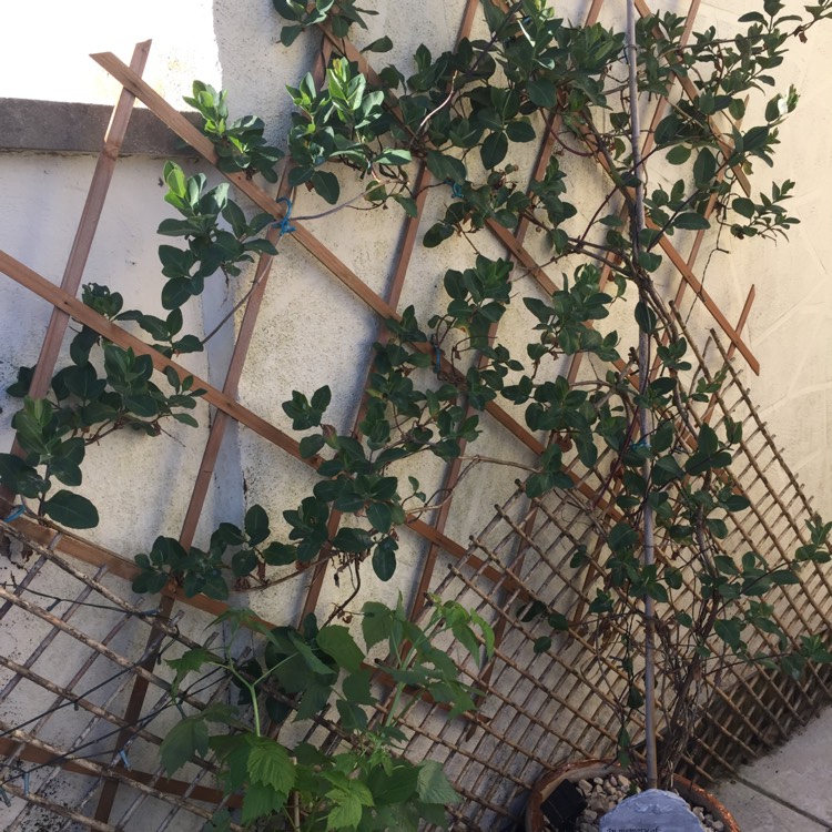 Plant image Lonicera periclymenum 'Belgica'