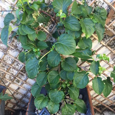 Mock Orange 'Starbright'