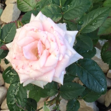 Tracey's garden
