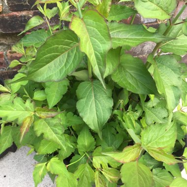 Tracey's garden
