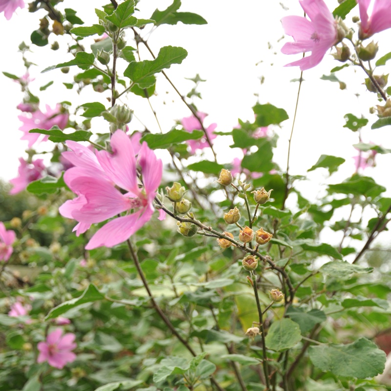 Plant image Lavatera x clementii 'Rosea'