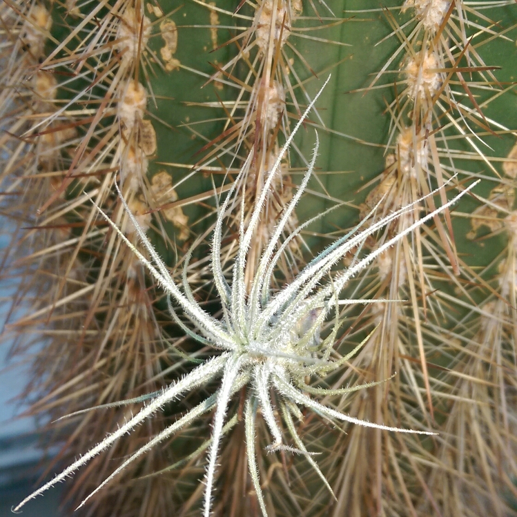 Plant image Tillandsia tectorum