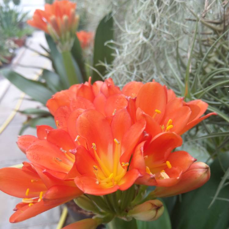plant image 645782
