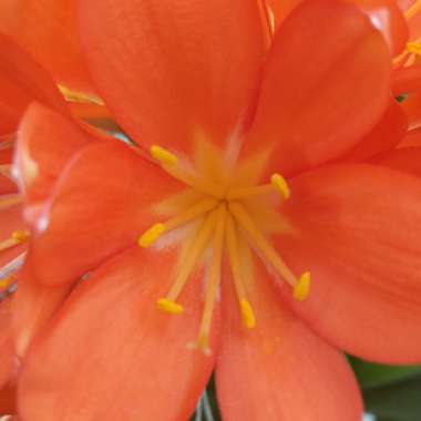 Clivia (Species) Clivia miniata