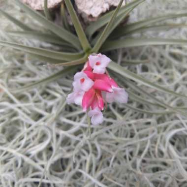 Crafty's garden