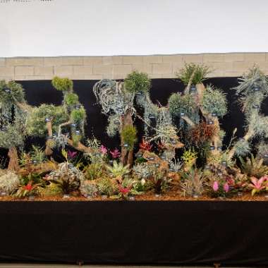 Crafty's garden