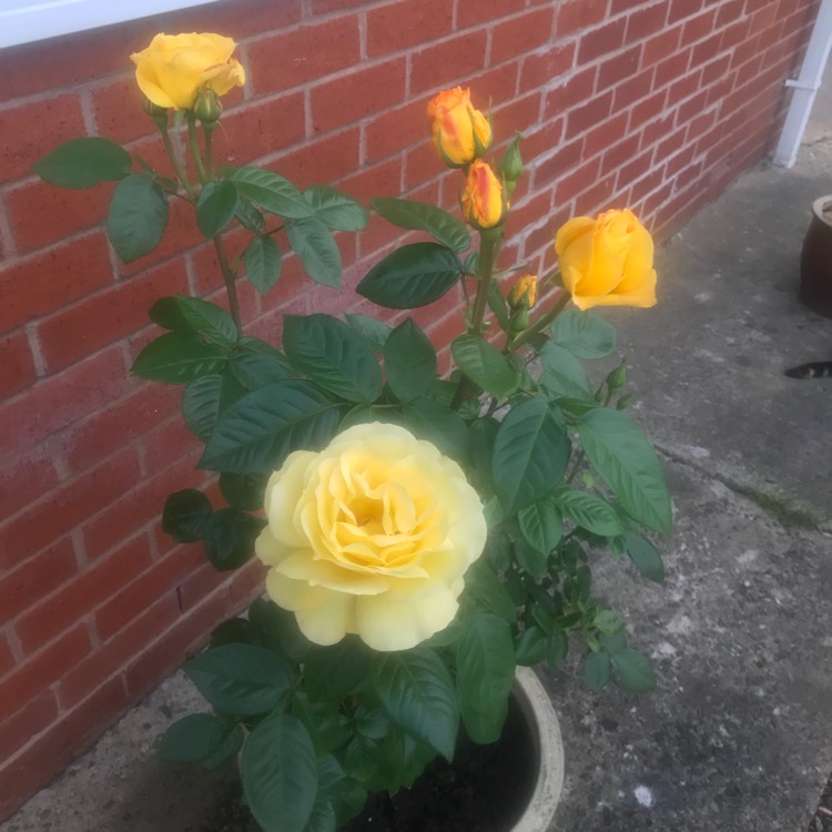 plant image 731851