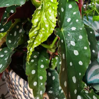 Begonia Maculata
